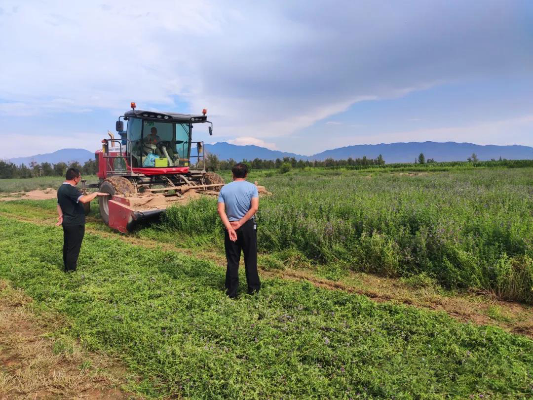 山西省山阴农牧场组织开展第二茬苜蓿收割工作