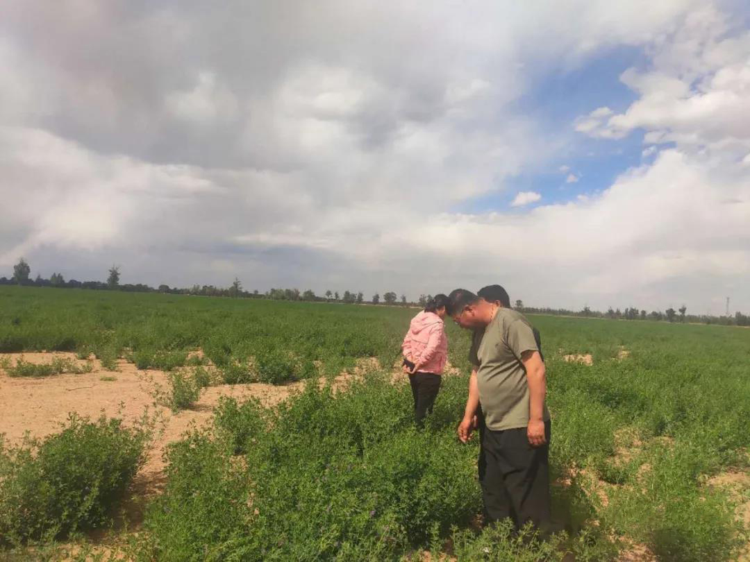 山西省山阴农牧场组织开展.茬苜蓿收割工作