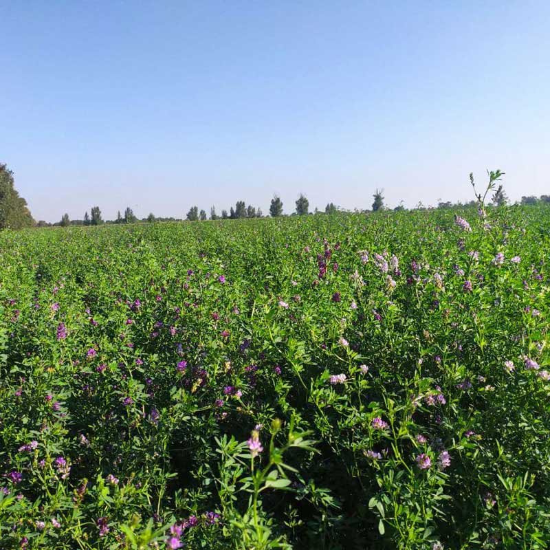 山阴农牧产品--苜蓿