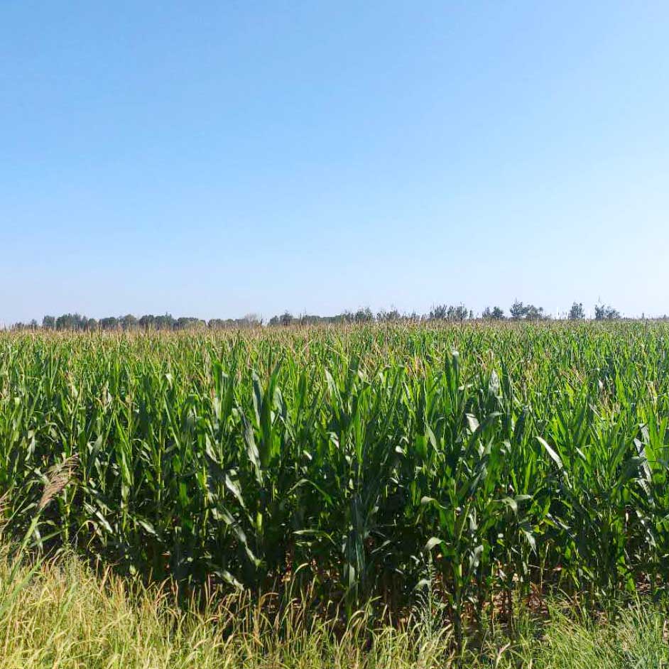 山阴农牧产品--全株玉米