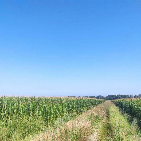 山阴农牧产品--全株玉米