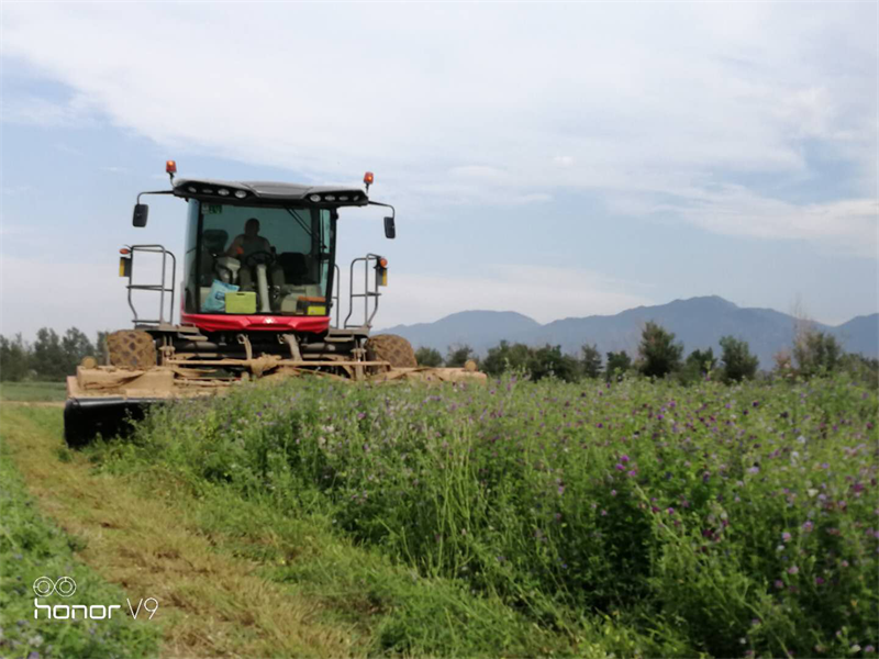 山西省山阴农牧场.牧草火热销售中