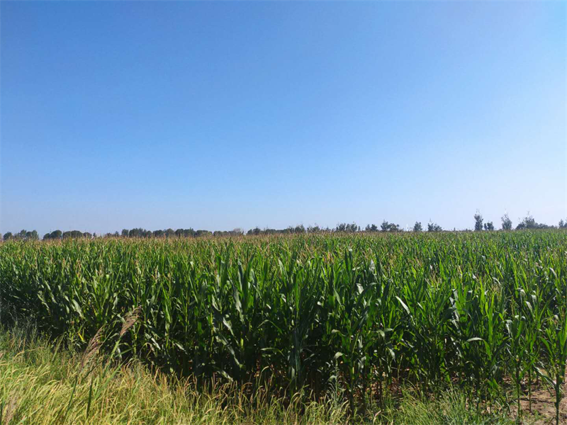 山西省山阴农牧场2万亩全株玉米青贮大会战