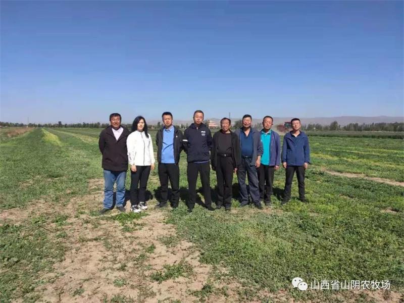 山西省山阴农牧场组织开展diyi茬苜蓿收割工作