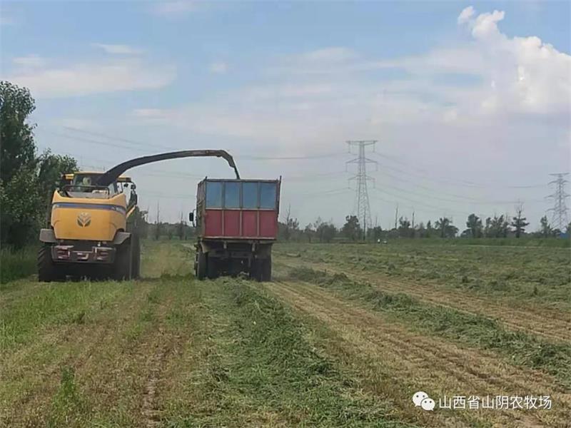 山西省山阴农牧场第二茬苜蓿收割工作圆满结束