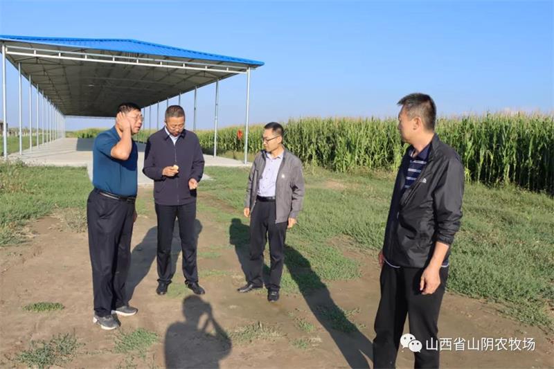 山西省山阴农牧场.班子成员深入各分场调研青贮前全株玉米苗情情况