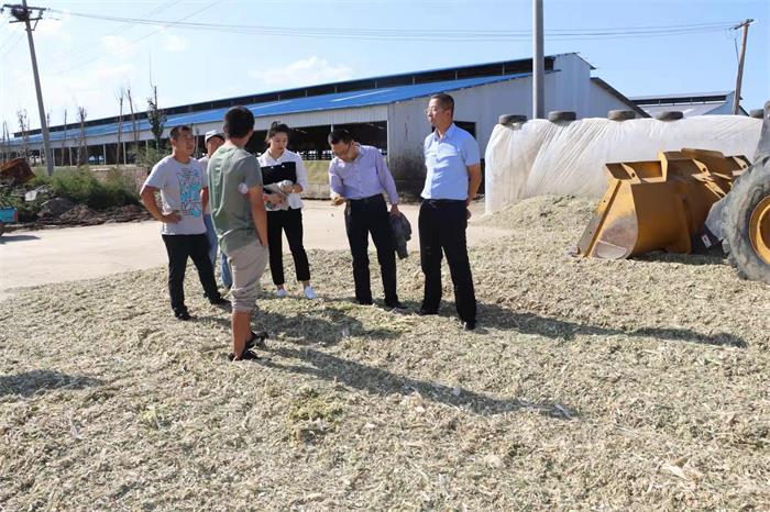 山西省山阴农牧场 全株玉米青贮工作全面展开