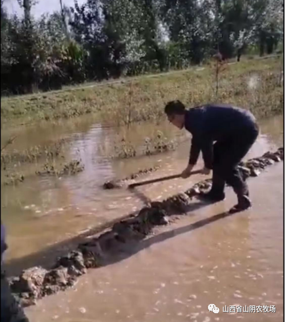 山西省山阴农牧场聚力开展排涝抗灾工作