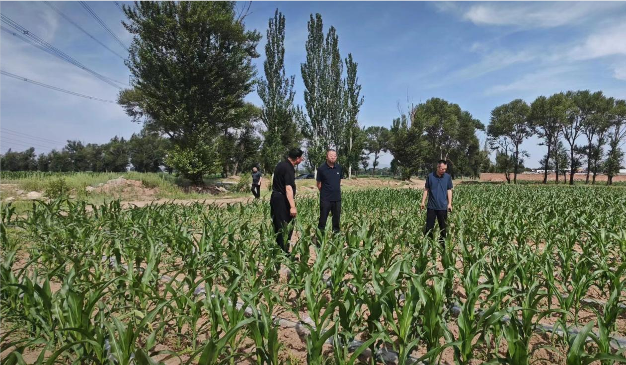 山西省山阴农牧场就当前农业生产进行调研