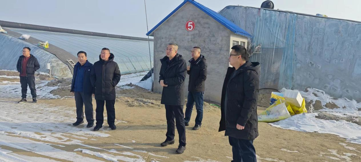 山西省山阴农牧场党委  调研现代农业科技研究院设施农业生产情况